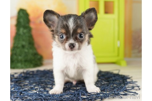 成約済の千葉県のチワワ(ロングコート)-257611の2枚目